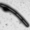 １２２度の高温で増殖する微生物の事。