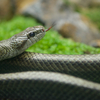 アオダイショウ Elaphe climacophora 