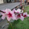 アーモンドの花