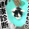 猫の健康診断