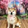 ★りんちゃん★