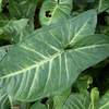 Syngonium podophyllum