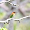 チャガシラハチクイ(Chestnut-headed Bee-eater)