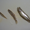 ワカサギ釣り　燻製前のデカさぎ保存方法