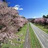 ［旅行案内］★二十間道路さくら並木（名桜探訪⑦）