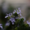LENSBABYのVelvet Magicで道端の植栽や玄関前のプランターが花園に変わる！