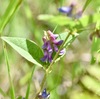 野草といっしょ105 ナンテンハギ