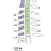 頸椎神経根障害の症状memo