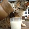 how cats lap milk 