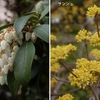 ＊光り浴び 香り咲かせる 梅の花。