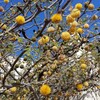 キノコうどん込みの岡田美術館