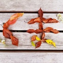 くまさんの健康ひとりご飯