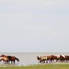 2012夏内モンゴルの旅5日目【さようなら大草原】