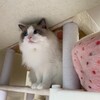 ふくちゃんロングお留守番の開始