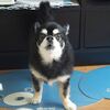 コタしゃん、元気♪