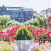 バラが彩る奇跡の花園！2025年ハウステンボス「100万本のバラ祭」完全ガイド