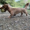 老犬ホームあん｜お泊りラム＆リク・ベイリー！！