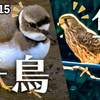 1215【猛禽類捕食とイカルチドリ】チョウゲンボウとツグミ、カラスに食べられる昆虫。カワセミにジョウビタキやオカヨシガモにゴイサギ幼鳥カラスの鳴き声【 #今日撮り野鳥動画まとめ 】 #身近な生き物語