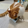 猫仲間だと思ってる？るるちゃんがほうきを毛づくろい。