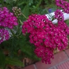 季節の花を知る散歩（初夏３）