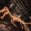 泳ぐスピノサウルス：特別展・獣脚類2025