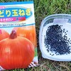 玉ねぎの種まき〜発芽！モロッコインゲン収穫！