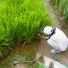 夏休みの自由研究　田んぼの生き物調べ