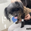 犬の抗がん剤とステロイドの併用🐶半ば諦めかけてたアルブミン数値の結果