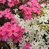 芝桜の境目