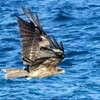 海面を飛ぶトビ