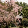 観音院の紅しだれ桜・・