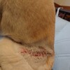 愛犬空ちゃん手術後の抜糸(１２/１７)