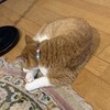 雨の日は長電話