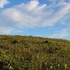 キャンピングカーで行く乗鞍岳〈Day3〉車山肩＆富士見台 ニッコウキスゲ群生地　