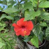 ●大久保医院の花「赤いハイビスカス」が咲き始めました。