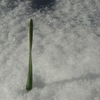 朝日にキラキラ