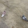 公園のハトと「開かれた社会　維持を」（英フィナンシャル・タイムズ）