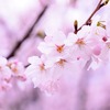 【桜の歴史】桜が咲くのは日本だけでなかった！？『桜』は日本が作りあげた文化！！