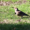 ハシボソキツツキ(Northern  Flicker)