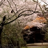 逢善寺の桜・・