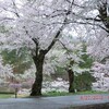 2012年／悠久山の桜