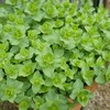 雨の日曜日　買い物、鉢植えのオレガノ、藤井先生のラジオ