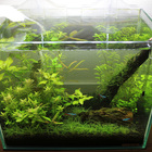 テトライニシャルスティック レビュー 水草観察日記 Miniaqua