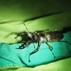 ミヤマクワガタって珍しいの？ 生息地とその珍しさについて紹介