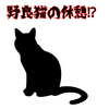 【野良猫】休憩観察⁉窓際に見える癒しのひと時