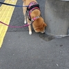 どんなに早く起きても、だよ