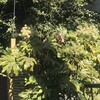 八つ手