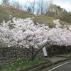 阿波国便り・さくらと桜篇
