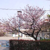 20100419うちの前の桜