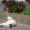 地元住宅街のねこさん